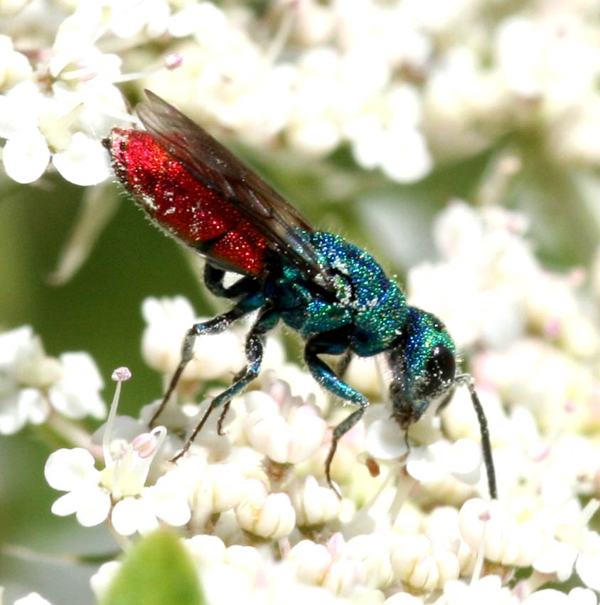 Chrysura sulcata e Chrysis semistriata (Chrysididae).